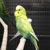 Ein bunter Vogel und zwei hübsche Kerle