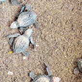 Schildkröten bei der Eiablage beobachten