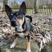 Pinto macht alles für sein Herrchen