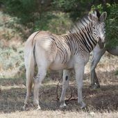 Zebra ohne Streifen