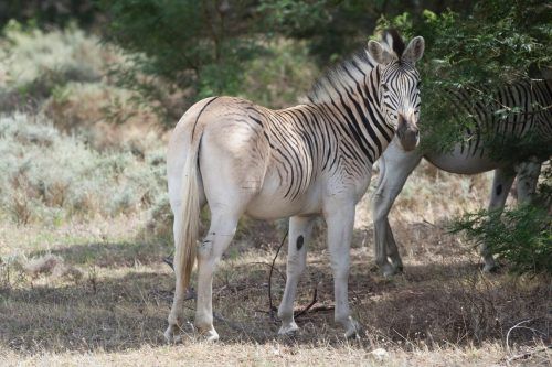 Seit 1987 werden Quagga-ähnliche Tiere gezüchtet.  AFP