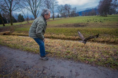 Seit Dienstag ist der Pechvogel wieder in Freiheit und kann am Himmel seine Kreise ziehen.  VN/Steurer