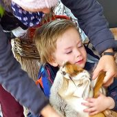 „Im Wald wohnt der Fuchs“