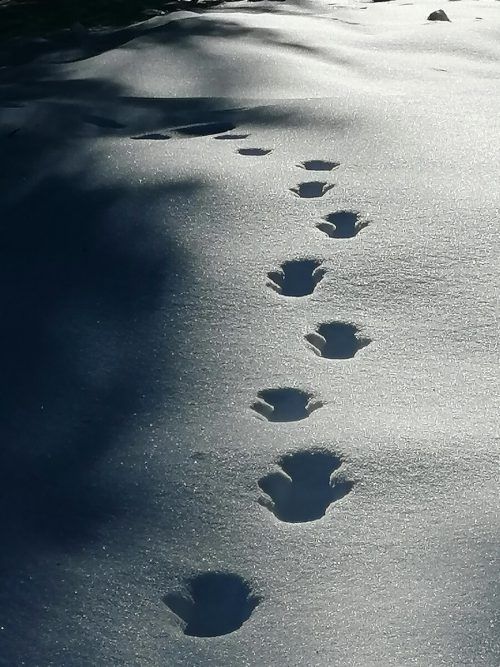Spuren im Schnee. Conny Scheiber