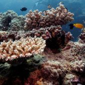 Great Barrier Reef erneut von Korallenbleiche bedroht