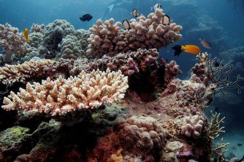 Überdurchschnittlich warmes Meerwasser setzt den Korallen zu.  RTS