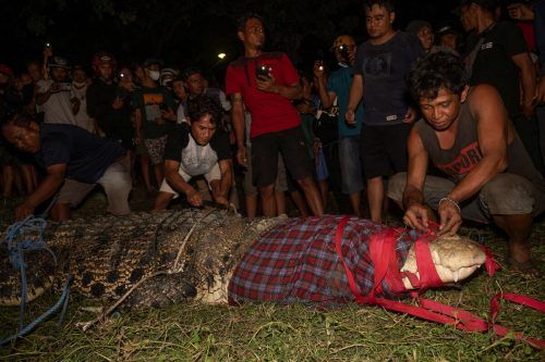 Um es zu beruhigen, wurde dem Krokodil der Kopf abgedeckt. Reuters