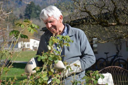 Beim Kurs mit Rudi Waibel erfahren die Teilnehmer alles über die richtige Pflege von Rosen.  OGV/Mündle