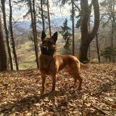 Polizeihund Sam fasst jungen Einbrecher