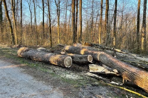 Das Eschentriebsterben macht es notwendig, befallene Bäume zu entfernen. Stadt