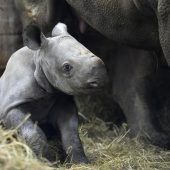 Nashorn-Junges nach Stadt Kiew benannt
