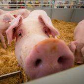 Glückliche Schweine grunzen kürzer und konstanter