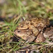 Ehrenamtliche Helfer im Amphibienschutz gesucht
