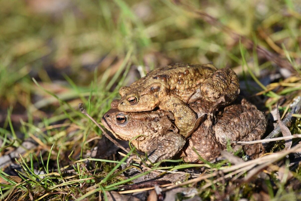 Grasfrösche und Erdkröten machen sich von ihren Winterquartieren auf den Weg zu den Laichgewässern und überqueren dabei häufig stark befahrene Straßen.⇒ inatura