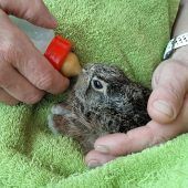 Feldhasenbabys werden aufgepäppelt