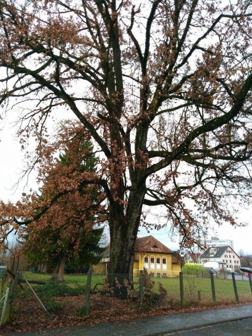 Diese Eiche soll in der nächsten Stadtvertretung zum Naturdenkmal erklärt werden. VD (2)