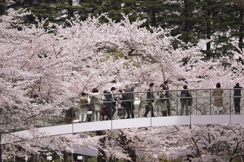 Diesen Spaziergängern im Viertel Roppongi in Tokio, Japan, bietet sich eine atemberaubende Aussicht auf Kirschblüten. AP