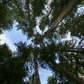 Wald reagiert mit verstärktem Wurzelwachstum auf Erwärmung