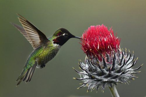 Ein Kolibri sammelt am erster Frühlingstag in der nördlichen Hemisphäre in Kalifornien Nektar. AP/Fajardo