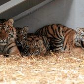 Tigerfamilie evakuiert