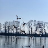 Am Alten Rhein