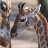 Liebling der Besucher