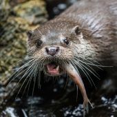 Der Fischotter ist zurück