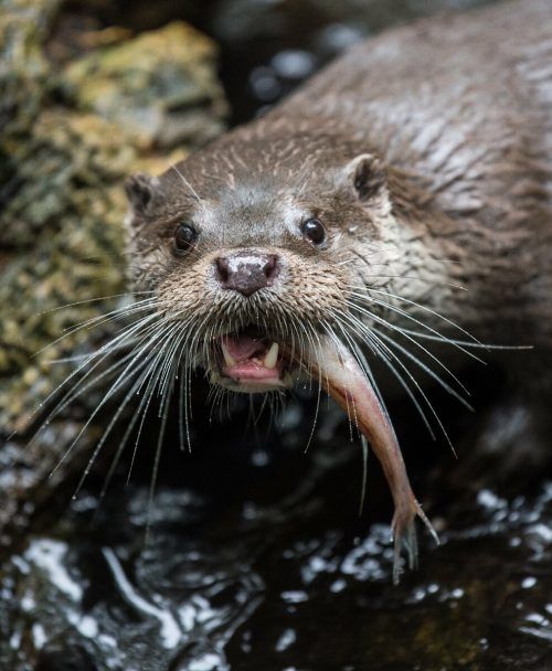 Fischotter ernähren sich dem Namen entsprechend von Fisch. DPA