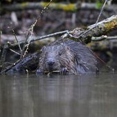 Die Natur Rankweils entdecken