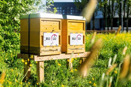 In den Bienenkästen der Buchdruckerei Lustenau wachen so langsam die 50.000 fliegenden Bestäuber auf. VD