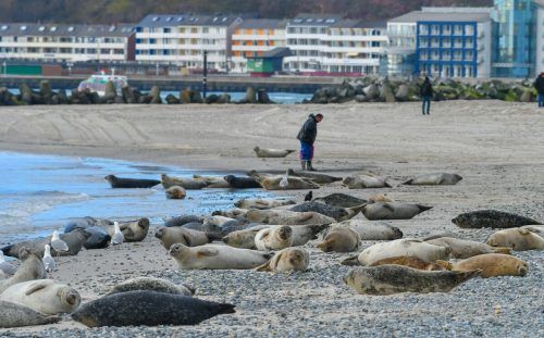 In langen Reihen liegen die Tiere am Strand. Um das Naturschauspiel zu verfolgen, kommen jedes Jahr zahlreiche Besucher nach Helgoland. afp