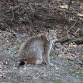 Vom Wildpark in die Wildnis