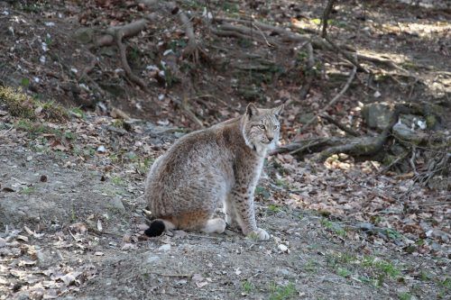 Jungluchs Cwaniak wird in Polen ausgewildert.