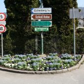 Tausende Blumen in Lochau gepflanzt