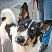 Hundekot: Die Schneeschmelze bringt es wieder zu Tage