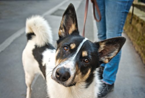 Liegenlassen von Hundekot ist seit 2011 strafbar. Robidog-Stationen in ganz Bludenz stehen Hundehaltern bei Bedarf kostenlos zur Verfügung. Adobe Stock