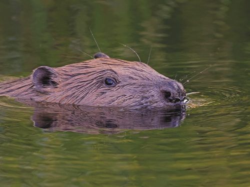 Nach 350 Jahren Abwesenheit kehrte der Biber 2006 nach Vorarlberg zurück. Bei einer Exkursion im Bangser Ried kann man sich auf die Suche nach seinen Spuren begeben. naturknipser.at