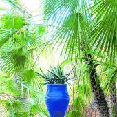 Jardin Majorelle: Blau statt Orange