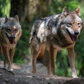 Forderung nach Abschüssen von Wölfen