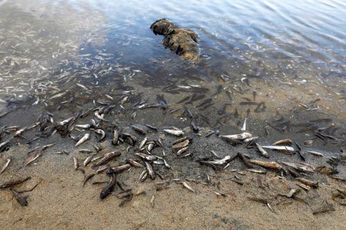 Besonders bei Hitzewellen kann es in Europas größter Salzwasser-Lagune durch Sauerstoffmangel zu einem Massensterben von Fischen und anderen Wassertieren kommen.  Reuters