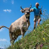 Die Älpler, der Wolf, die TBC und die Vorfreude