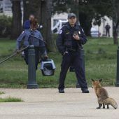 Fuchs sorgte im US-Kongress für Aufregung