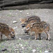 Nachwuchs bei Pinselohrschweinen