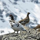 Hochgebirgsvögel gefährdet