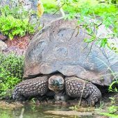 Die Rettung der Riesenschildkröten