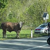 Polizist erschießt wild gewordenen Stier