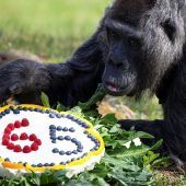 Gorilladame feiert 65. Geburtstag