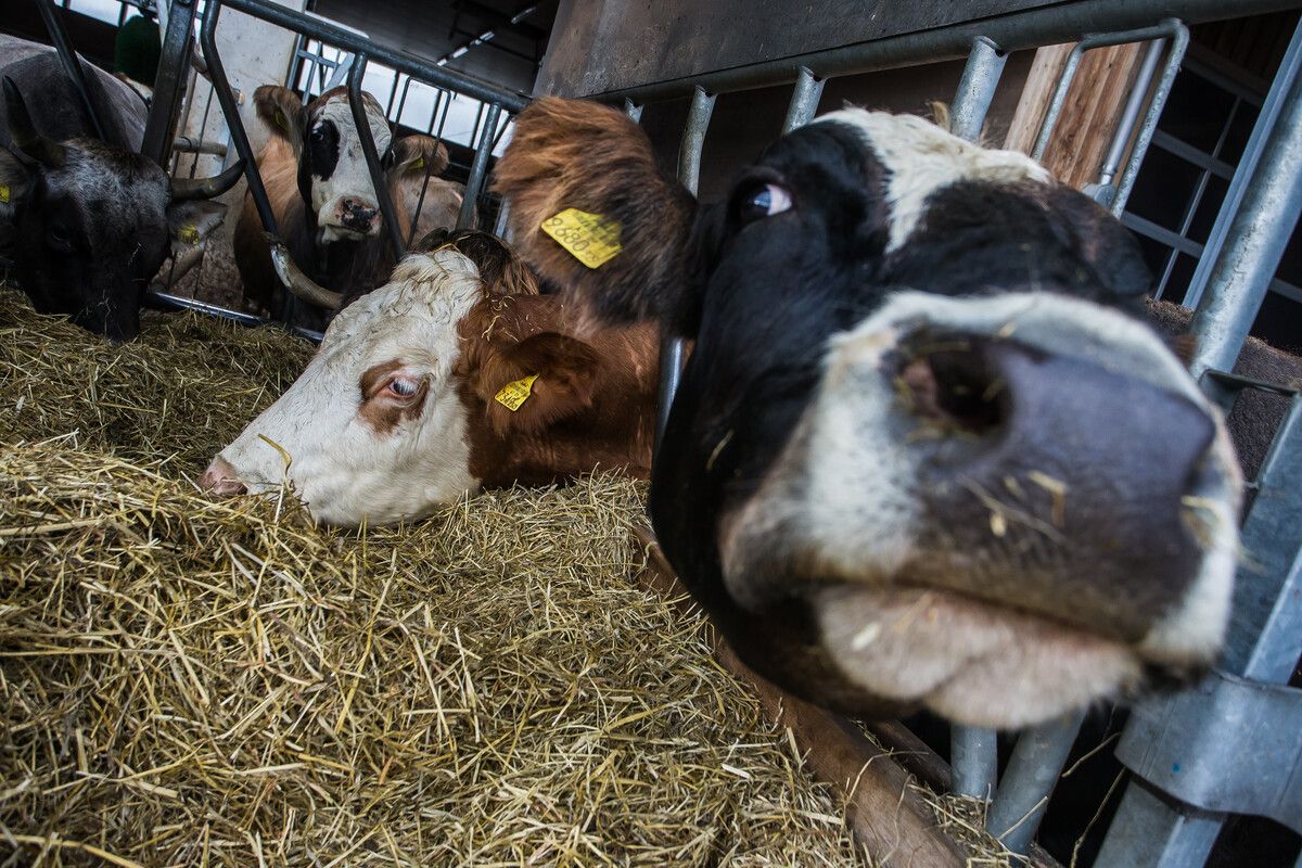 Derzeit sind die Rinder in den Ställen der heimischen Landwirte. TBC-Tests laufen. ⇒VN/Steurer