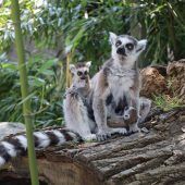 Babyboom im Zoo