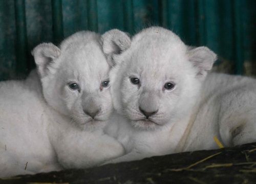 Die jungen Löwen entzücken die Zoobesucher mit ihren strahlend blauen Augen.    afp